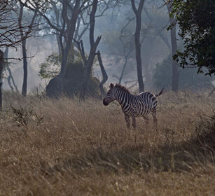 Zebra di Grant Uganda