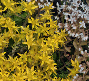 Sedum e Saxifraga Rochemolles (To)