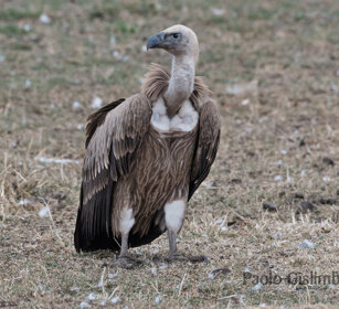 Avvoltoio di Rueppell (Gyps rueppellii) Ruppell's Vulture
