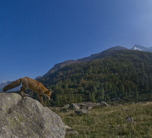 Volpe comune (Vulpes vulpes), Red Fox Piemonte, Piedmont