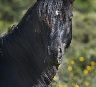 Cavallino della Giara di Gesturi (Ca), Sardegna Giara di Gesturi horse, Sardinia