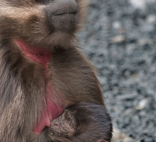 Gelada, Gelada Baboons