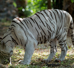 Tigre albina, albino Tiger Cholamandal village, Tamil Nadu