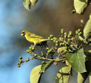 Canarino, Canary lago Awasa, lake Awasa