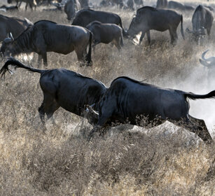 Gnu (Connochaetes taurinus), Blue Wildebeests parco nazionale di Ngorongoro, Ngorongoro NP