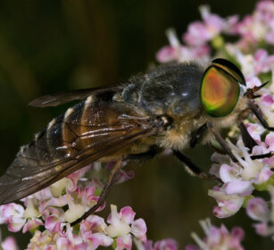 dittero Volucella, Volucella dipteron