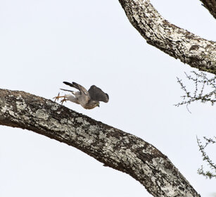 Astore cantante juv. (Melierax poiopterus) juvenile Eastern Chanting Goshawk, Serengeti NP