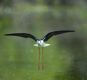 Cavaliere d'Italia (Himantopus himantopus) Black-winged Stilt