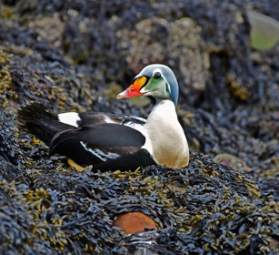 Re degli Edredoni, King Eider Norvegia, Norway, Varanger