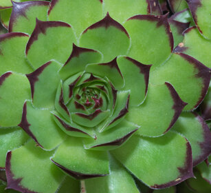 Semprevivo montano (Sempervivum montanum) Mountain Houseleek