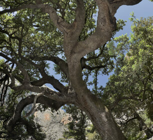 Leccio (Quercus ilex)