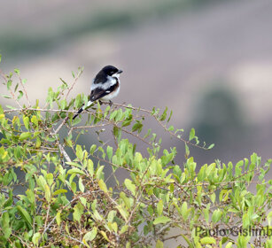 Averla fiscale (Lanius collaris) Southern Grey Shrike, Debre Libanos