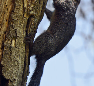 Scoiattolo del Gambia (Heliosciurus gambianus) Gambian Sun Squirrel, lago Awasa, lake Awasa