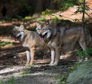 Lupi (Canis lupus), Wolves Bayerischerwald, Germania, Germany