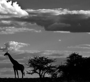 silhouette. Etosha