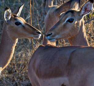 femmine di Impala (Aepyceros melampus) females Impala, Kruger NP