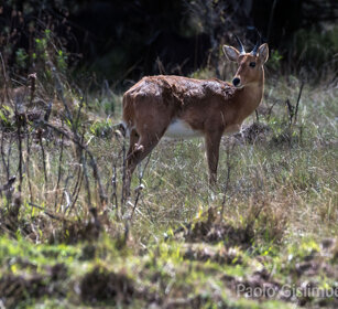 Redunca Bohor, Bale mountains Dinsho forest