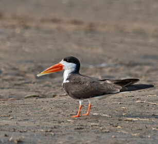 Becco a cesoia africano Uganda