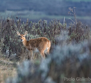Redunca Bohor, Bale mountains
