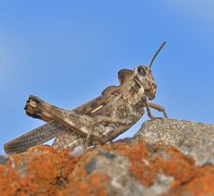 Dolicorys luteipes lobata Lanzarote