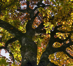 Faggi (Fagus sylvatica), Beeches