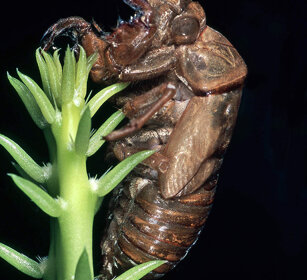 Exuvia di Cicala, Cicada's exuviation Calabria