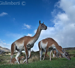 Guanachi (Lama guanicoe) PN Torres del Paine, Cile
