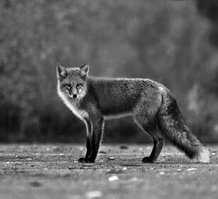 Volpe comune, Red Fox. Yellowstone