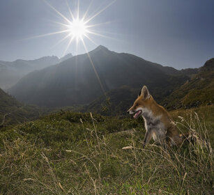 Volpe comune (Vulpes vulpes), Red Fox Piemonte, Piedmont