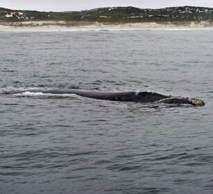 Balena franca australe (Eubalaena australis) Southern Right Whale, Hermanos