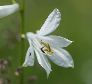 Giglio di monte (Paradisea liliastrum)