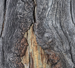 tronco di Larice, Larch's trunk