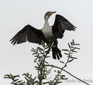 Cormorano (Phalacrocorax africanus) Long-tailed Cormorants, lago Zway, lake Zway
