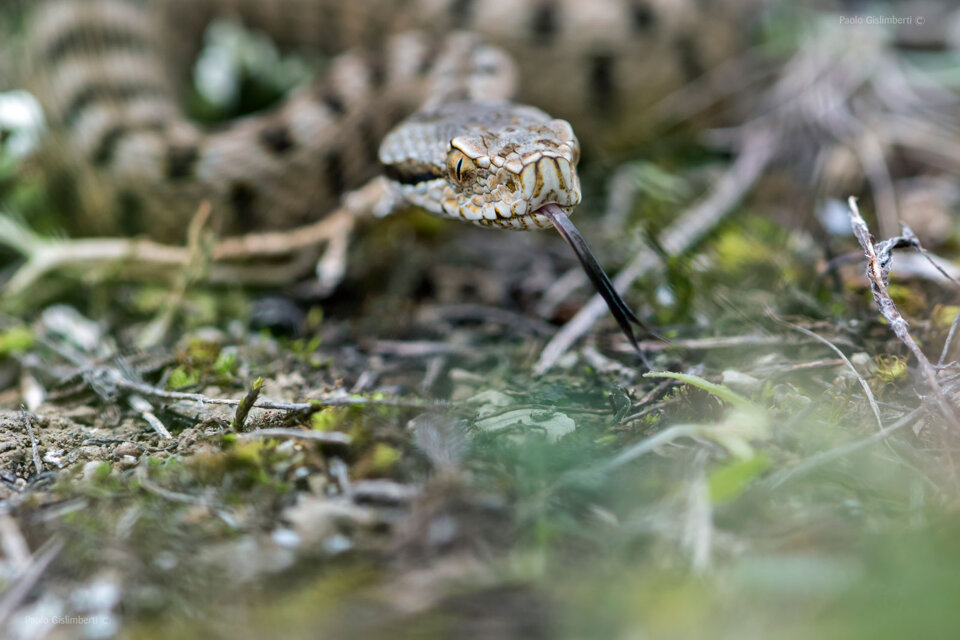 c4e56534-4cd9-4895-9783-0243985af275 c4e56534-4cd9-4895-9783-0243985af275