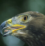 Aquila reale (Aquila chrysaetos), Golden Eagle