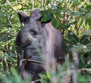 Tapiro, Lowland Tapir