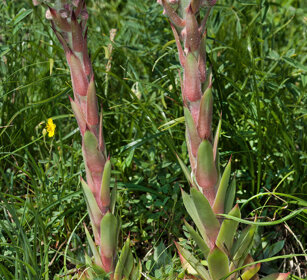 Semprevivo montano (Sempervivum montanum) Mountain Houseleek