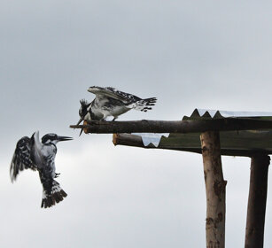 Martin pescatori bianchi e neri (Ceryle rudis) Pied Kingfishers, lago Awasa, lake Awasa