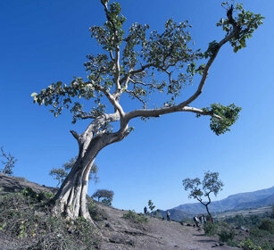Sicomoro, sycomore tree sulla strada per le cascate del Nilo Azzurro, on the road for the Blue Nile falls