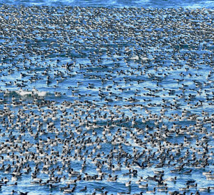 Urie, Guillemots Norvegia, Hornoia. Norway, Hornoia