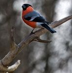 Ciuffolotto m. (Pyrrhula pyrrhula), male Bullfinch Polonia, Poland
