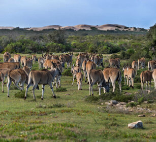 Antilopi alcine (Taurotragus oryx), Elands Riserva naturale De Hoop, De Hoop natural reserve