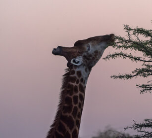 Giraffa (Giraffa camelopardalis g.), Giraffe PN Kruger, Kruger NP