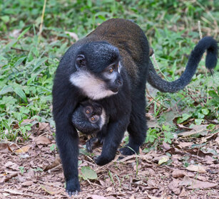 Cercopiteco barbuto Uganda