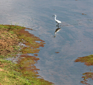 Garzetta (Egretta garzetta), Egret fiume Letaba, Letaba river, Kruger NP