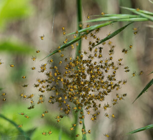 ragni appena nati, Spiders just born