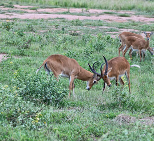 Cobo ugandese Uganda