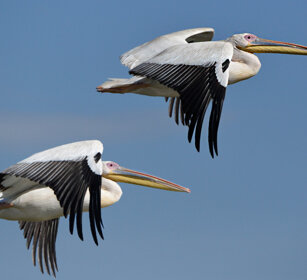 Pellicani, Pelecanus onocrotalus Great White Pelicans, lago Zway, lake Zway
