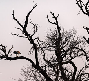 Aquila marziale (Polemaetus bellicosus) Martial Eagle, PN Kruger, Kruger NP