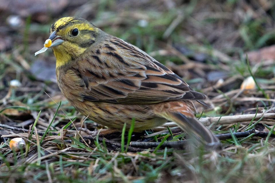 098ad455-e1bb-4ae2-aafc-e60f42955d17